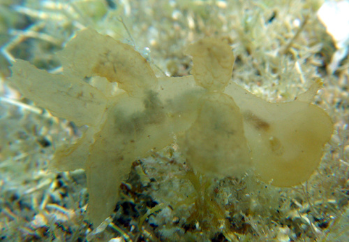 Tethydidae メリベウミウシ科