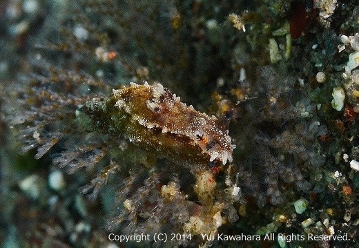Polycera sp. フジタウミウシ属の１種（黒いの）