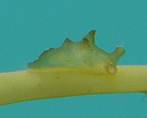 Scyllaea pelagica (Linnaeus, 1758) オキウミウシ