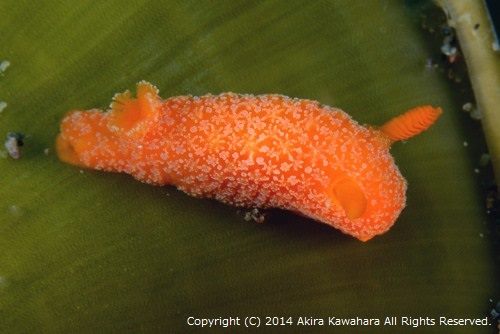Rostanga sp. オレンジサメハダウミウシ