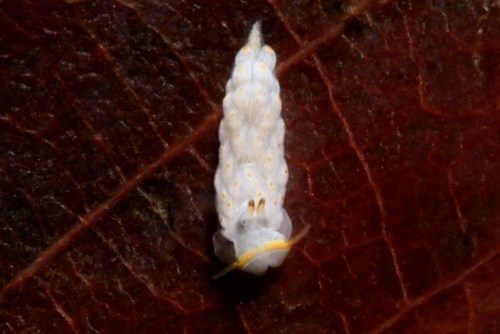 Cerberilla sp. キホシカスミミノウミウシ