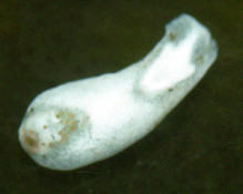 Phanerophthalmus cylindricus (Pease, 1861) コクテンチョウチョウミドリガイ