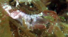 Podoceridae ドロノミ科