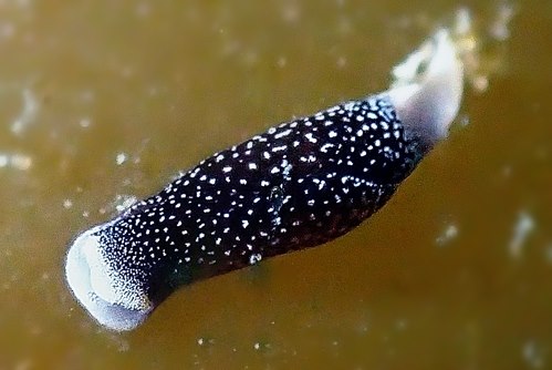 Chelidonura amoena (Bergh, 1905)　コナユキツバメガイ