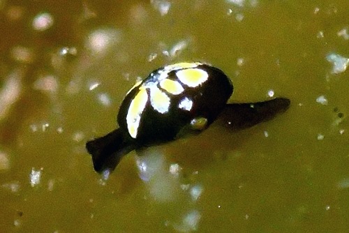 Colpodaspidae コトリガイ科