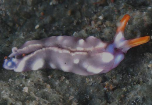Thuridilla albopustulosa (Gosliner, 1995)　スイートジェリーミドリガイ