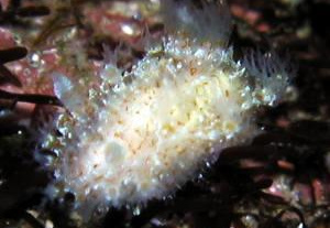 Polycera sp. フジタウミウシ属の1種（もさもさフジタなの？）