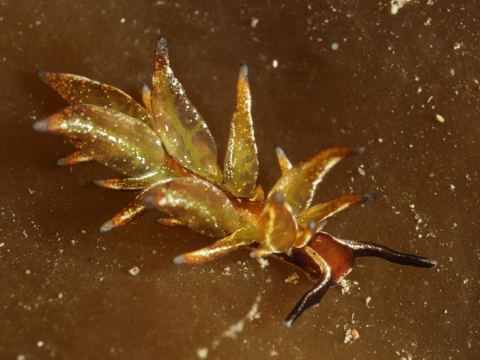 Aplysiopsis toyamana (Baba, 1959)　トヤマモウミウシ