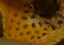 Rateporellina denticulata　ミサキアミコケムシ