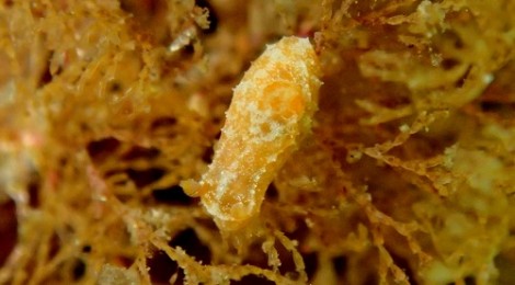Catenicella triangulifera　ジュズツナギコケムシ