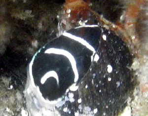 Pomacanthidae キンチャクダイ科
